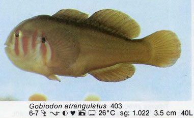 Gobiodon atrangulatus
